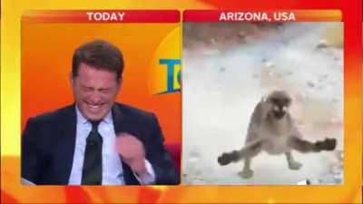 ese gato de los ojos tristes...