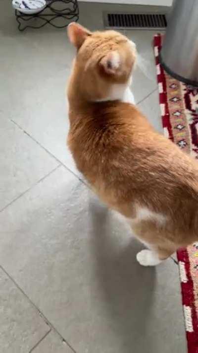 Bunbun yelling at us to hurry up with his dinner