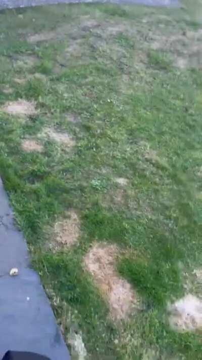 Nearly 16 and as excited as ever for walkies