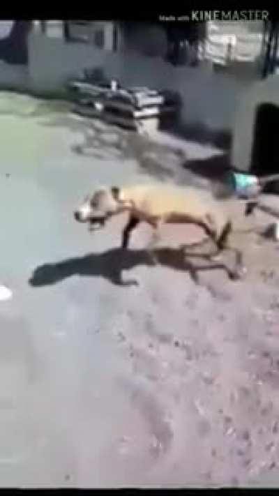 Don't make fun of dogs