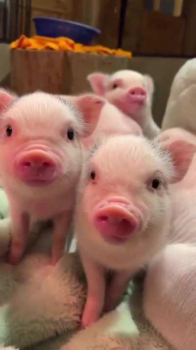 Just these absolutely adorable micro pigs...