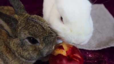 Smol Rabbits Vs Nectarine.