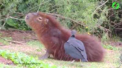 Urubu comendo carrapatos de uma capivara
