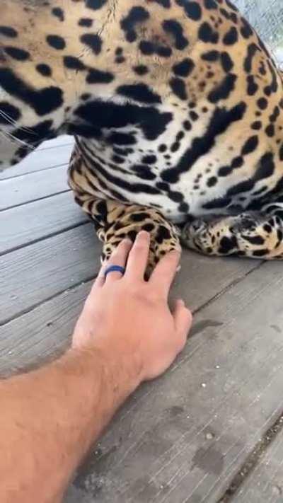 Having a bonding 'moment's with a big cat