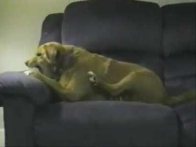 Minha pata mãe é minha pata