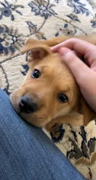 He is waiting for affection...