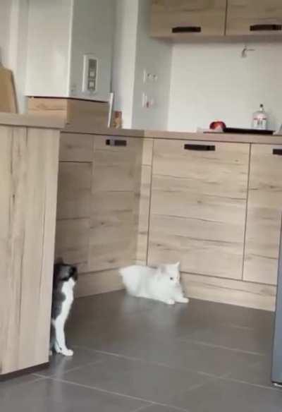Cats break the laws of physics