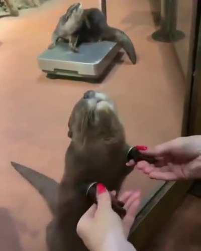 Otter enjoys the paw massage..
