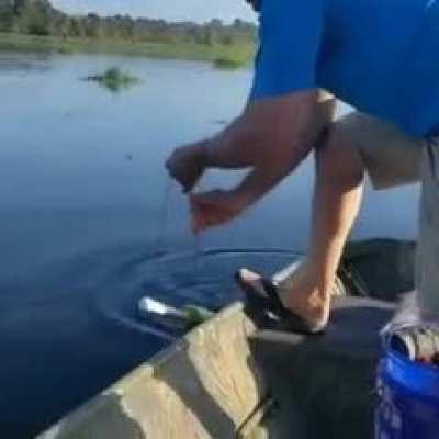 To catch a catfish
