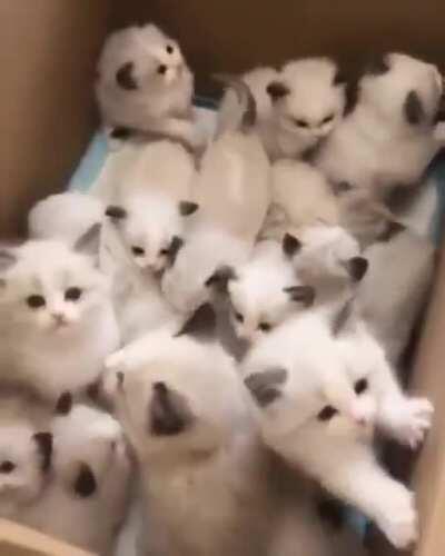 Look, it's a box full of kittens!
