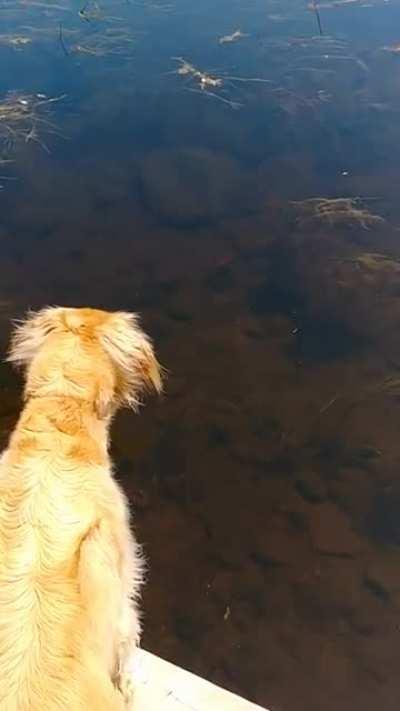 Our dog seeing his first fish