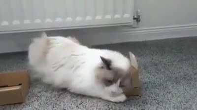 he t r i e d, he just needs to work a bit on dimensions first.