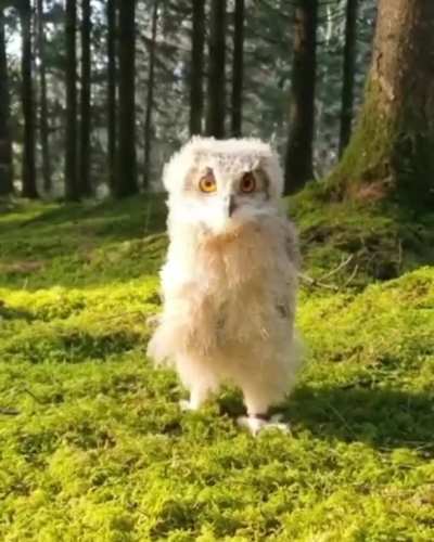 Fluffy young Owl