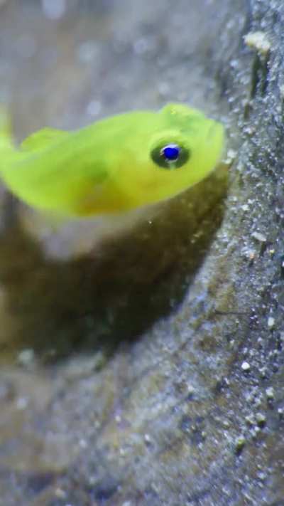Yellow Pygmy Goby