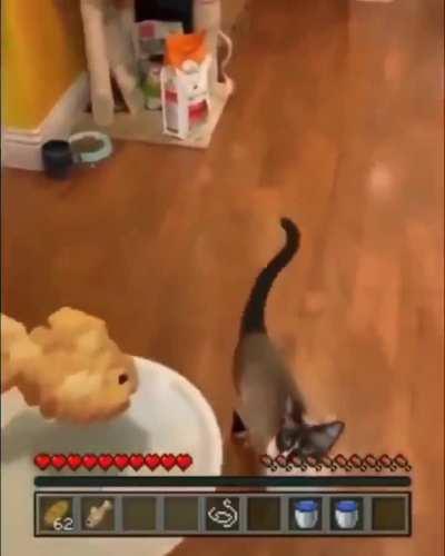 Hungry gato