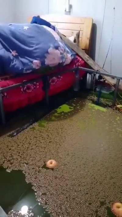 tree falls on man sleeping in a room full of water and watermelon falls into water