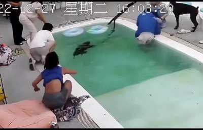 When your dogs decide to challenge your patience 