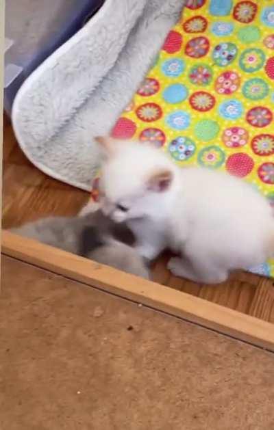 Smol hitcat takes out target