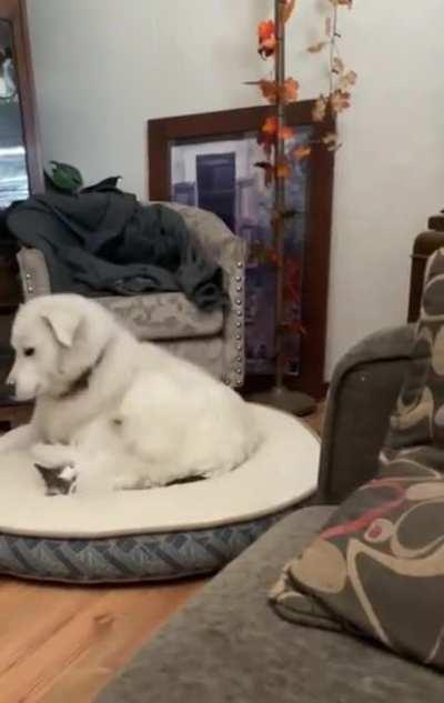 The Cat's shocked face.