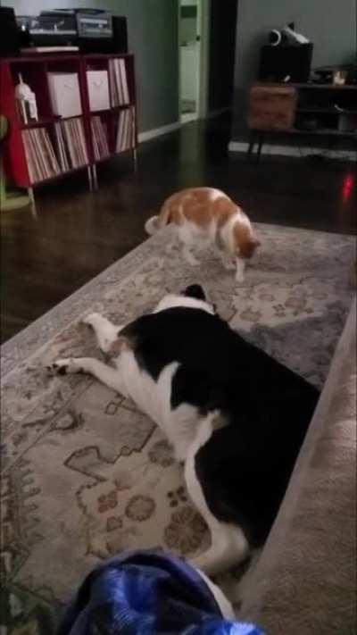 We picked the right cat for our 