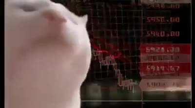 Crypto markets rn…