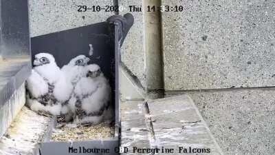 367 Collins st Falcon chicks have their first experience of having an aeroplane flying overhead in Melbourne