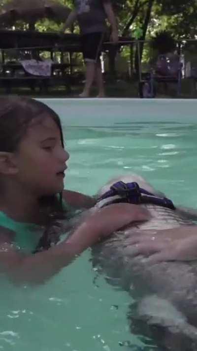 An alligator working as emotional support pet