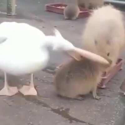 Melhor video do mundo