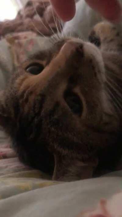 Good Morning from ShuShu, lover of chin scritches and giver of boops