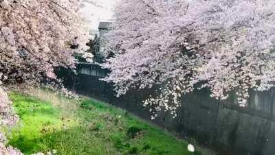 And the soft winds takes them away...