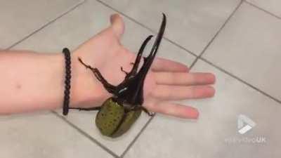 This beetle that sounds like a jackhammer.