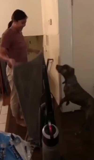 HMC while I play with this dog