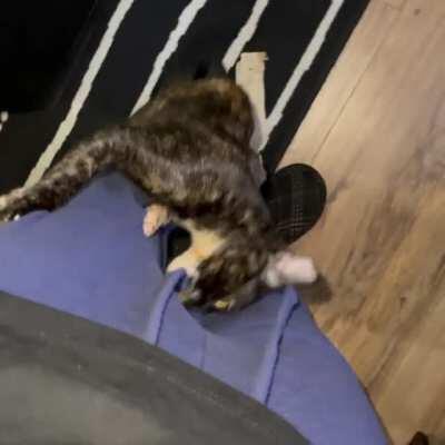 This is Lola. Lola is crazy.