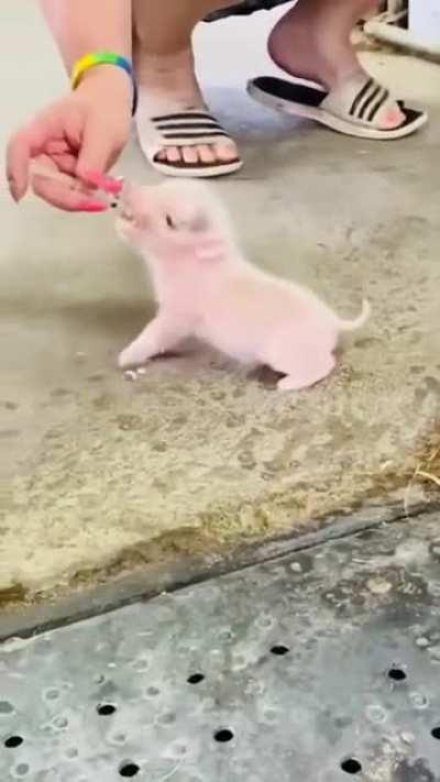 Кормим крошечного пига (поросенка)