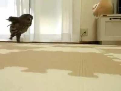 Apparently owls have long legs