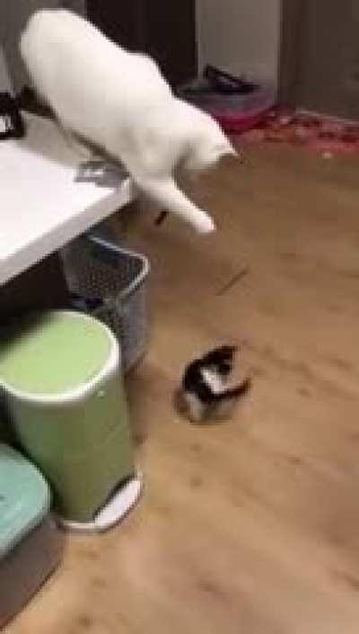 Mom entertains her kitten