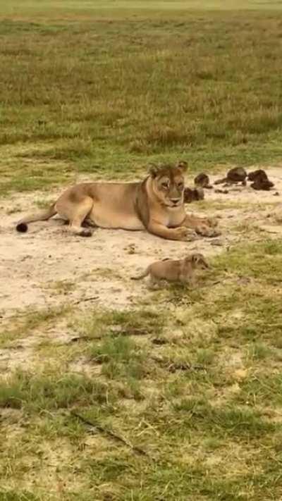 I'm a Lion, hear me ROAR!