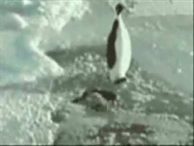 Penguin