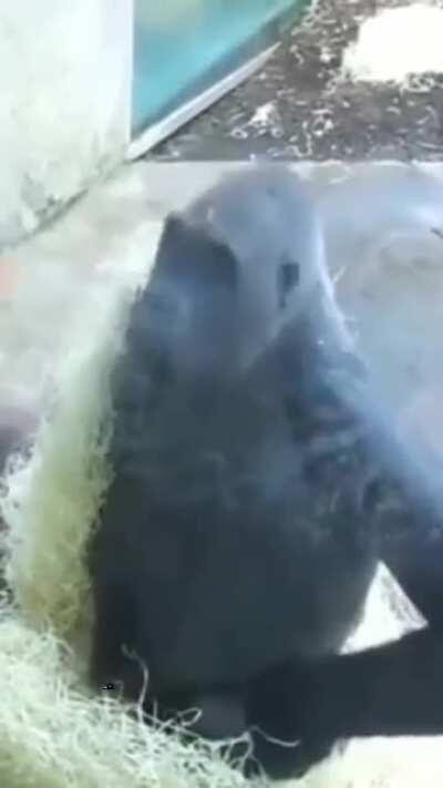 DaMonke vibin to DaBaby