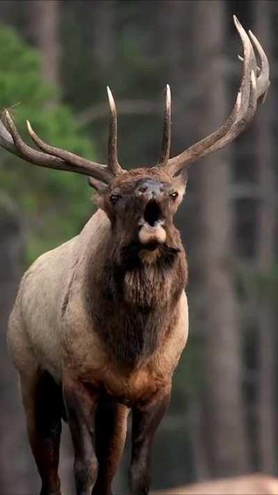 Close Up Of A Bull Elk Bugling For A Mate During The Rutting Season