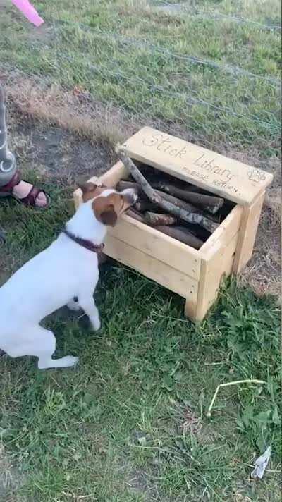 Man creates “stick library” for dog park.