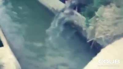 Русалочка 3? (Баян в Coub'е)