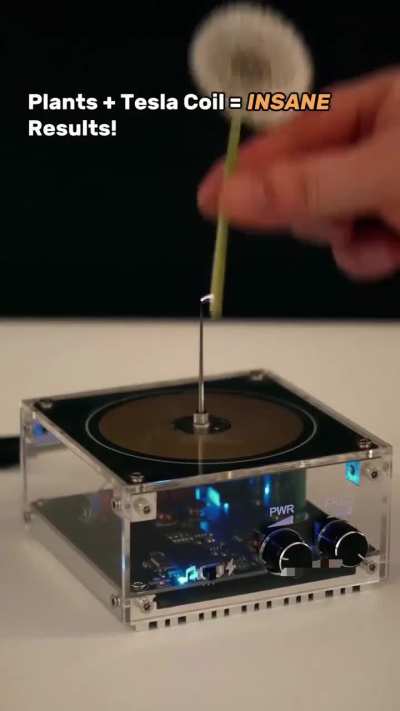Natural objects reaction to high voltage electricity.