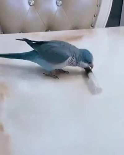 A bird of many tricks