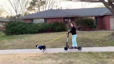 Sled dog in training