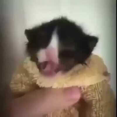 Asian man vibing with kitty