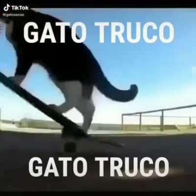 Gato truco 😎👊😼🐈🐱