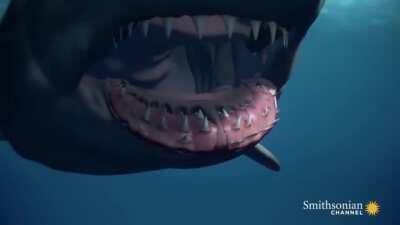 A great white shark may grow and use 20,000+ teeth in its lifetime. Also, it has 5 rows of teeth at any given time & will never run out of teeth because if one is lost, another spins forward from a coil-like tooth reservoir of backup teeth in the jaw 
