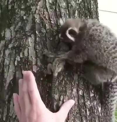 Baby Lion Tamarin monkey Rescued from the road and Returned to Mother