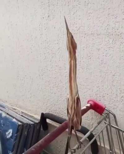 What’s this bird? Reminds me of a potoo with its behavior.